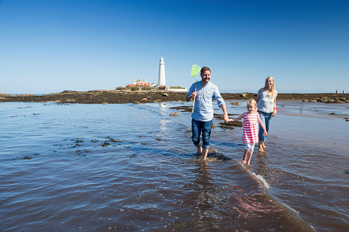 A happy family walk through the sea with fishing nets and buckets together. St Mary's lighthouse is in the background.