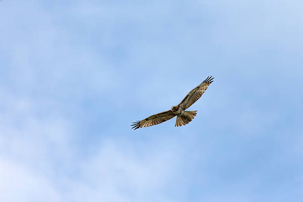 rotschwanz- falke in zentralkalifornien - red tailed boa stock-fotos und bilder