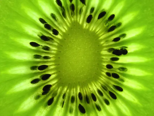 Photo of Kiwi fruit slice