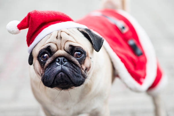 Cute Pug Dog or Mops Dressed Like Santa. Posing and looking at the camera.