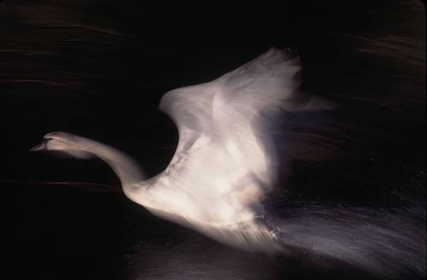 cisne-branco - impetus imagens e fotografias de stock