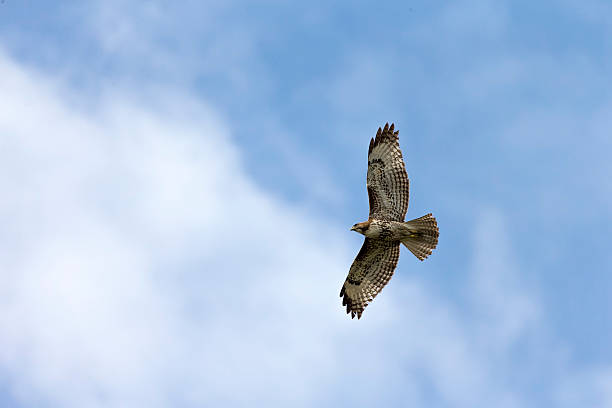 rotschwanz- falke in zentralkalifornien - red tailed boa stock-fotos und bilder