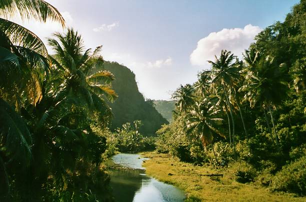 creek surrounded by Coconut palm trees in Saint Lucia, a beautiful volcanic tropical island part of the Lesser Antilles.