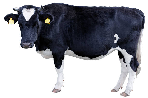 istock Profile of Holstein cow 518757287