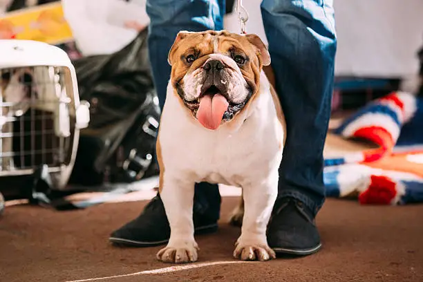 Photo of Young White English Bulldog Dog