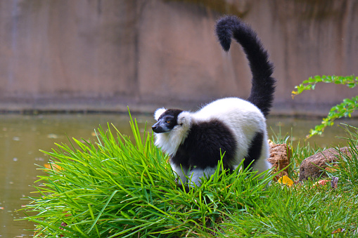 Lemur by the Water