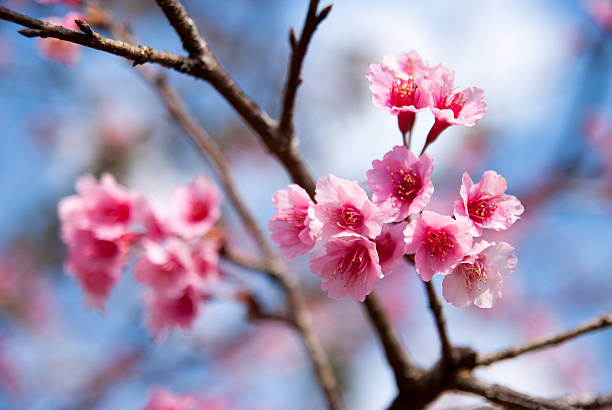 istock Wild Himalayan cherry flower at Doi Ang Khang, Thailand 518758025