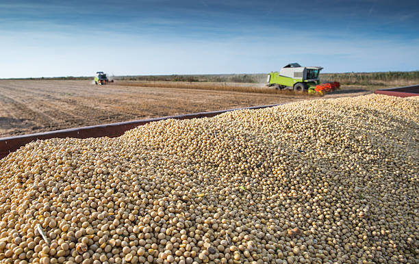 istock Harvesting of soy bean 518758123