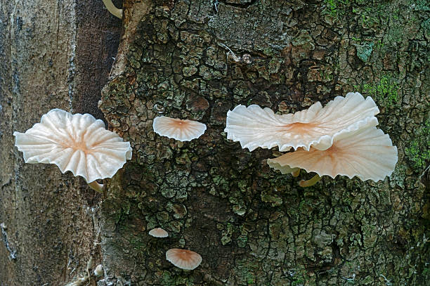 Marasmiellus candidus mushroom (Marasmiellus candidus) Marasmiellus candidus mushroom (Marasmiellus candidus) marasmiaceae stock pictures, royalty-free photos & images