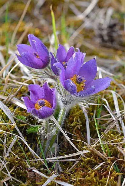 anemoneae, april, background, beautiful, beauty, blue, closeup, color, field, flora, flower, forest, garden, grass, green, hackers, herb, hiking, holiday, kuhschelle, lawn, may, meadows, natural, nature, pasqueflower, plant, poisonous, pulsatilla, purple, rarity, spring, summer, thuringia, toxic, usually, violet, vulgaris, yellow, bock bart, calcareous grasslands, crow foot plant, kitchen clamp, nature protection, protected landscape, pulsatilla vulgaris, sleep flower, time of year, wartburg district, wolf paw
