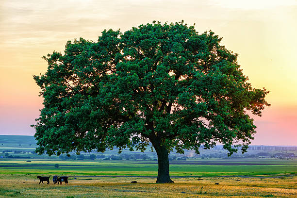 istock sheep near an oak in the sunset 518759380