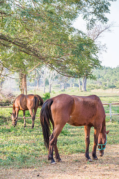 istock Brown horse in a farm 518760732