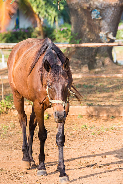 istock Brown horse in a farm 518761488