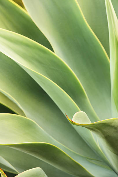 istock Agave Succulent Puya Plant Leaves 518762696