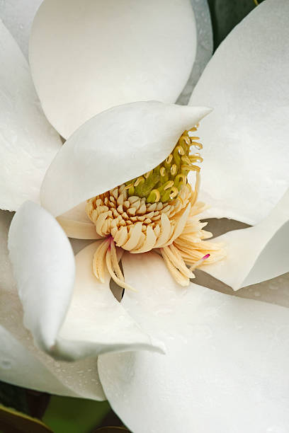 istock Southern magnoliaflower (Magnolia grandiflora) 518764128