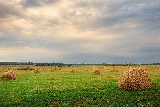 istock Landscape with straw bales on agricultural  field 518775415