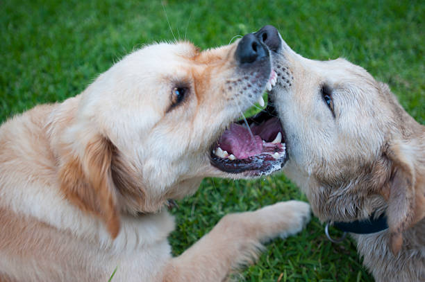 istock 2 dogs playing in the grass. 518775886