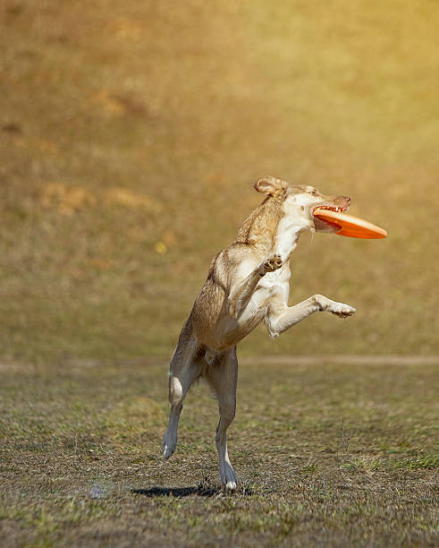 istock Dog is going to play disc on the grass 518776024