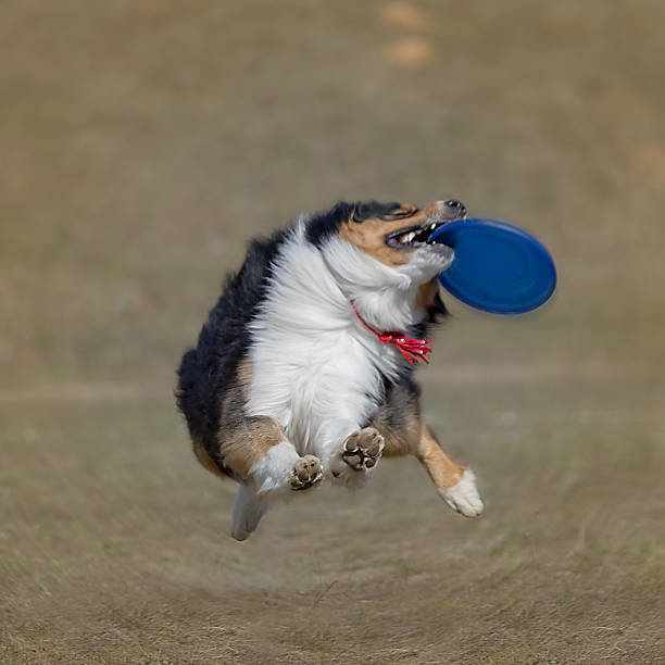 istock Dog is going to play disc on the grass 518776040