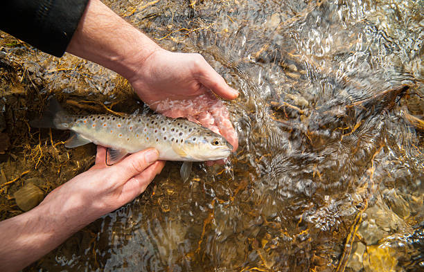 Catch and release fishing of brown trout (Salmo trutta fario) Catch and release fishing of a brown trout (Salmo trutta fario) held in fisherman's hands before releasing it in a clean stream. fly fishing scotland stock pictures, royalty-free photos & images