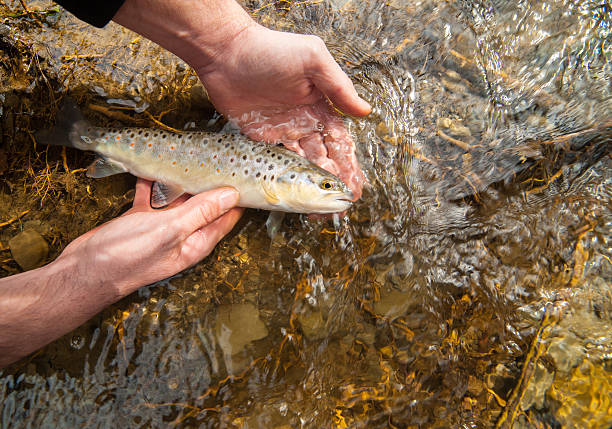 Freshly caught small brown trout (Salmo trutta fario) Freshly caught small brown trout (Salmo trutta fario) held in fisherman's hands before releasing it in a clean stream. fly fishing scotland stock pictures, royalty-free photos & images