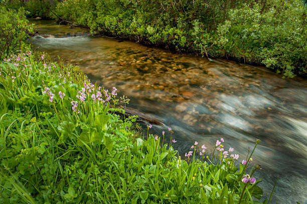 istock Pink Shooting Stars and Creek, Idaho. 518776972