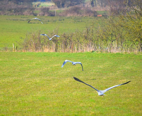 multiple exposure of a grey heron flying across fields