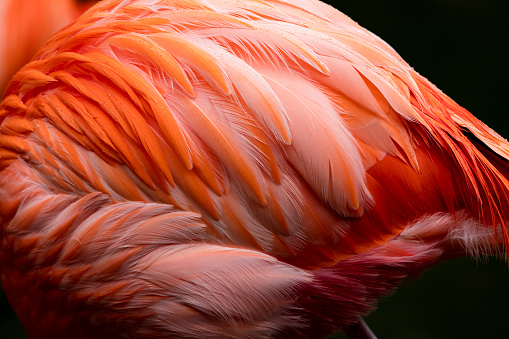 Close up of the back and wing of a flamingo.