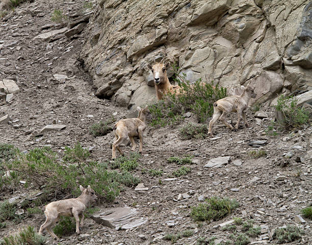 istock Big Horn Sheep Family 518777754