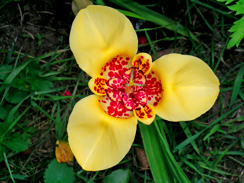 Tigridia, the tiger-flowers or shell flowers, is a genus of bulbous or cormous plants, belonging to the family Iridaceae. They have large showy flowers and one species, Tigridia pavonia, is often cultivated for this.