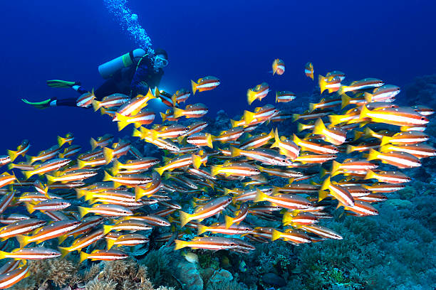 istock Snappers and diver - Palau, Micronesia 518778218