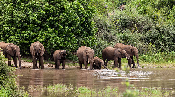 istock African Elephants drinking in a row; Chobe N.P., Botswana, Africa 518778220