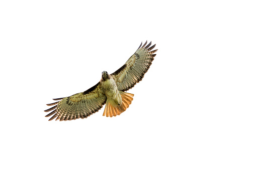 Red-tailed hawk soaring, hunting