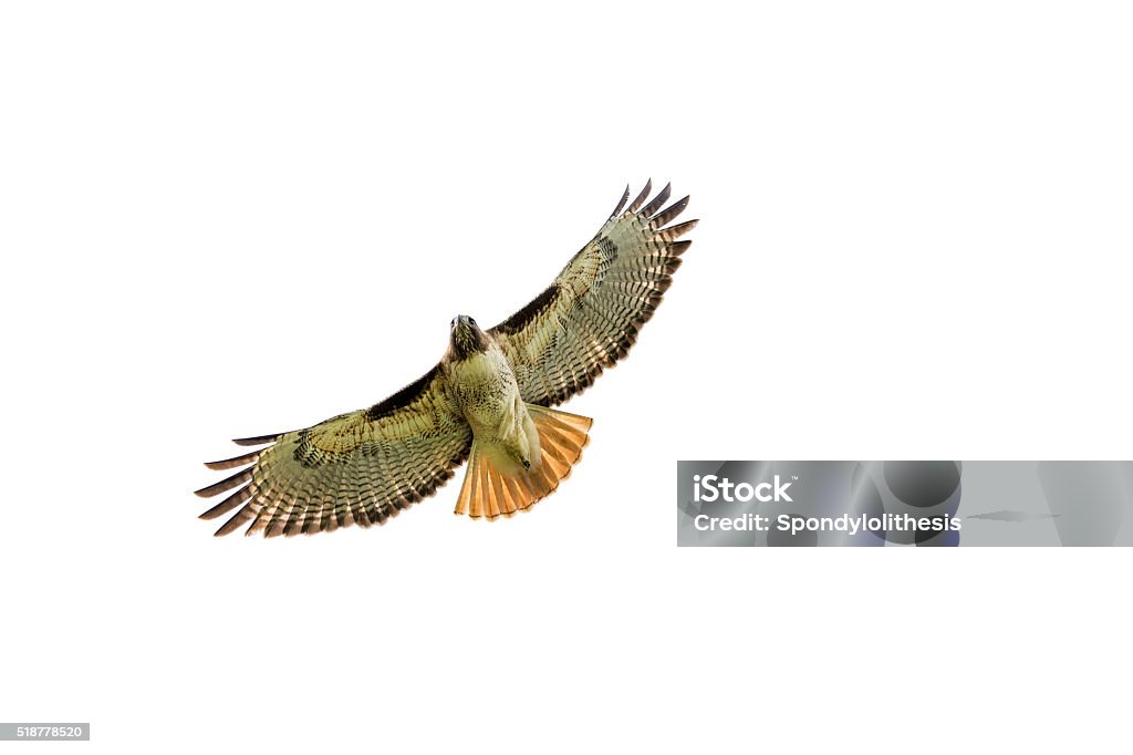 Red-tailed hawk at Central California Red-tailed hawk soaring, hunting Red-tailed Hawk Stock Photo