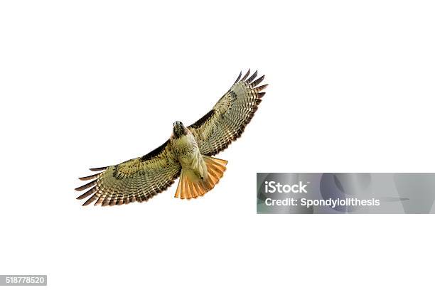 Redtailed Hawk At Central California Stock Photo - Download Image Now - Red-tailed Hawk, Animals Hunting, Bird