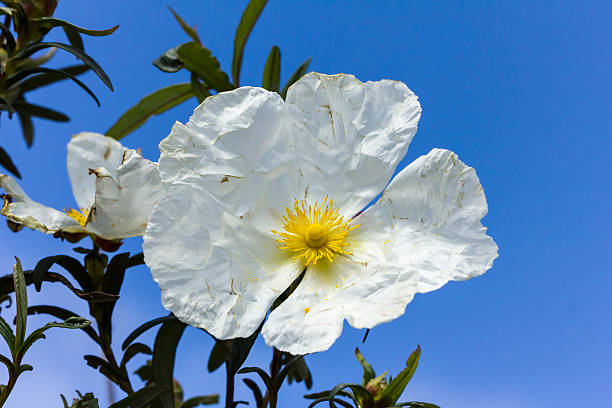 istock white rockrose staring at the sun 518779664