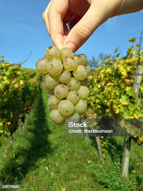 Hand Holding Grapes Stock Photo - Download Image Now - Agriculture, Autumn, Blue