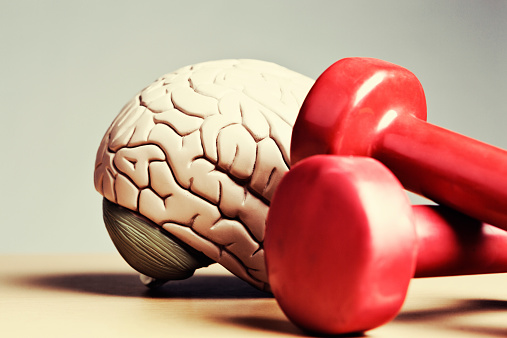 A model brain sits next to exercise weights. Metaphor for heavyweight intellects, or a reminder that exercise helps your circulation so that, as well as keeping your body fit, it also keeps you mentally active. Double bonus!