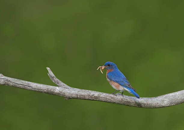 istock Eastern Bluebird with Beak Full of Insects 518780660