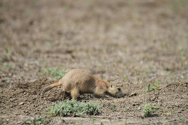 istock Black Tailed Prairie Dog Storing Food 518781078