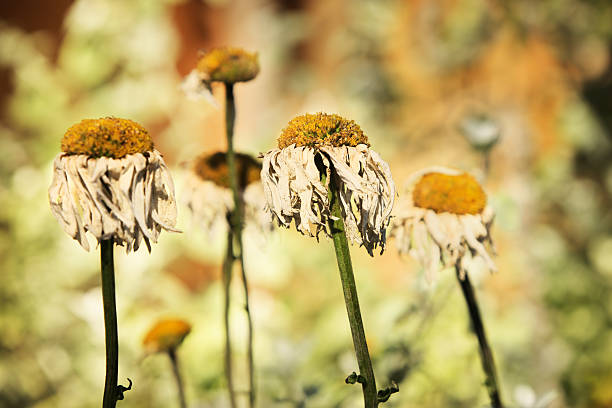 Shasta daisies Chrysanthemum maximum wilting flower heads.