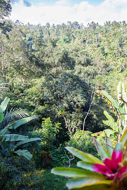 istock Tropical forest in Indonesia 518781791