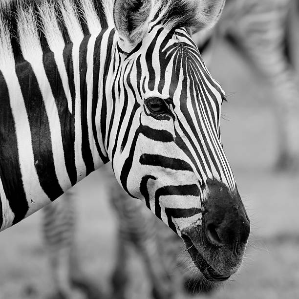 istock Headshot of a Burchell's Zebra 518781839