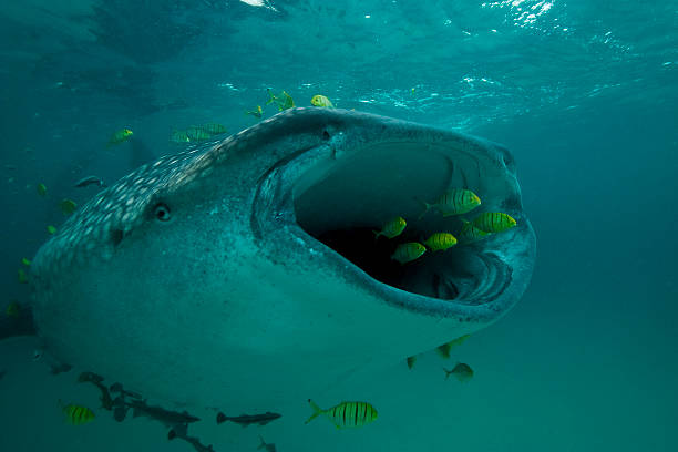 Big Gulp A group of golden jacks swim to escape the wide mouth of a whale shark.  Mafia Island, Tanzania whale shark photos stock pictures, royalty-free photos & images