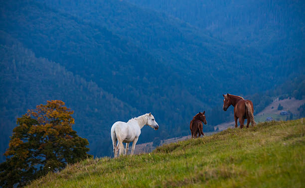 istock Mountain landscape with grazing horses 518782661