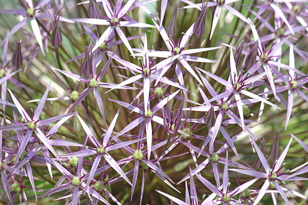 istock Purple Flowers 518782708
