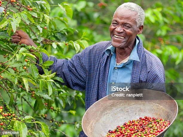 Kenyan Fair Trade Coffee Farmer Stock Photo - Download Image Now - Farmer, Coffee Crop, Africa