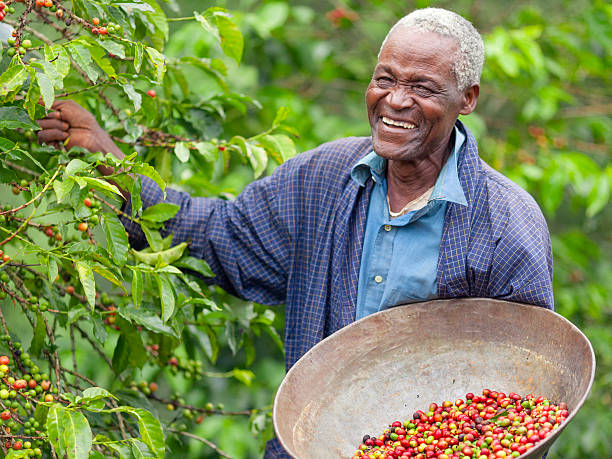 кенийский справедливой торговли кофе фермер - africa senior adult friendship men стоковые фото и изображения