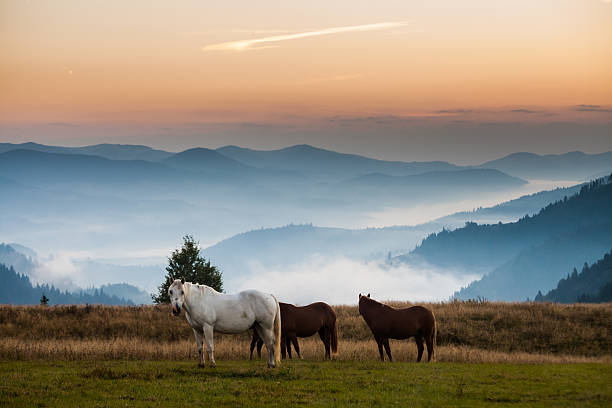 istock Mountain landscape with grazing horses 518796731