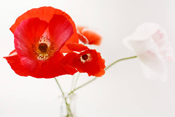 istock Nice poppies in the vase 518797627